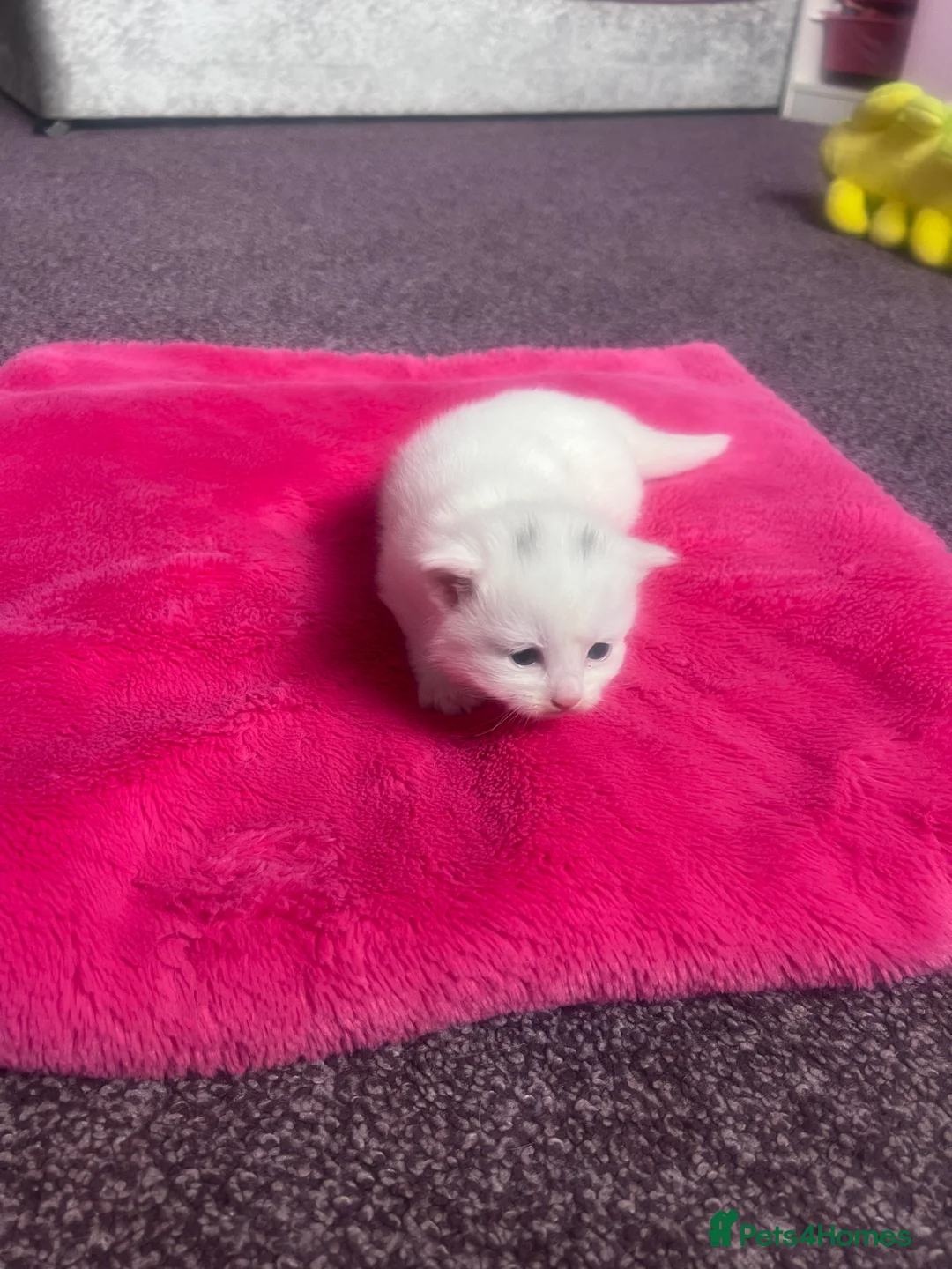 Mixed Breed cats for sale: Long haired white male kitten  - Advert 2