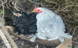 Netherland Dwarf rabbits for sale: Stunning Group of Young Pekin Bantams - Image 6
