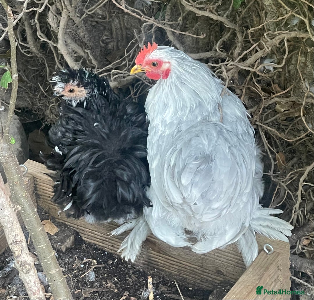 Netherland Dwarf rabbits for sale: Stunning Group of Young Pekin Bantams - Image 6