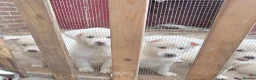 Japanese Akita Inu dogs for sale: Japanese Akita Inu Puppies - Advert 10