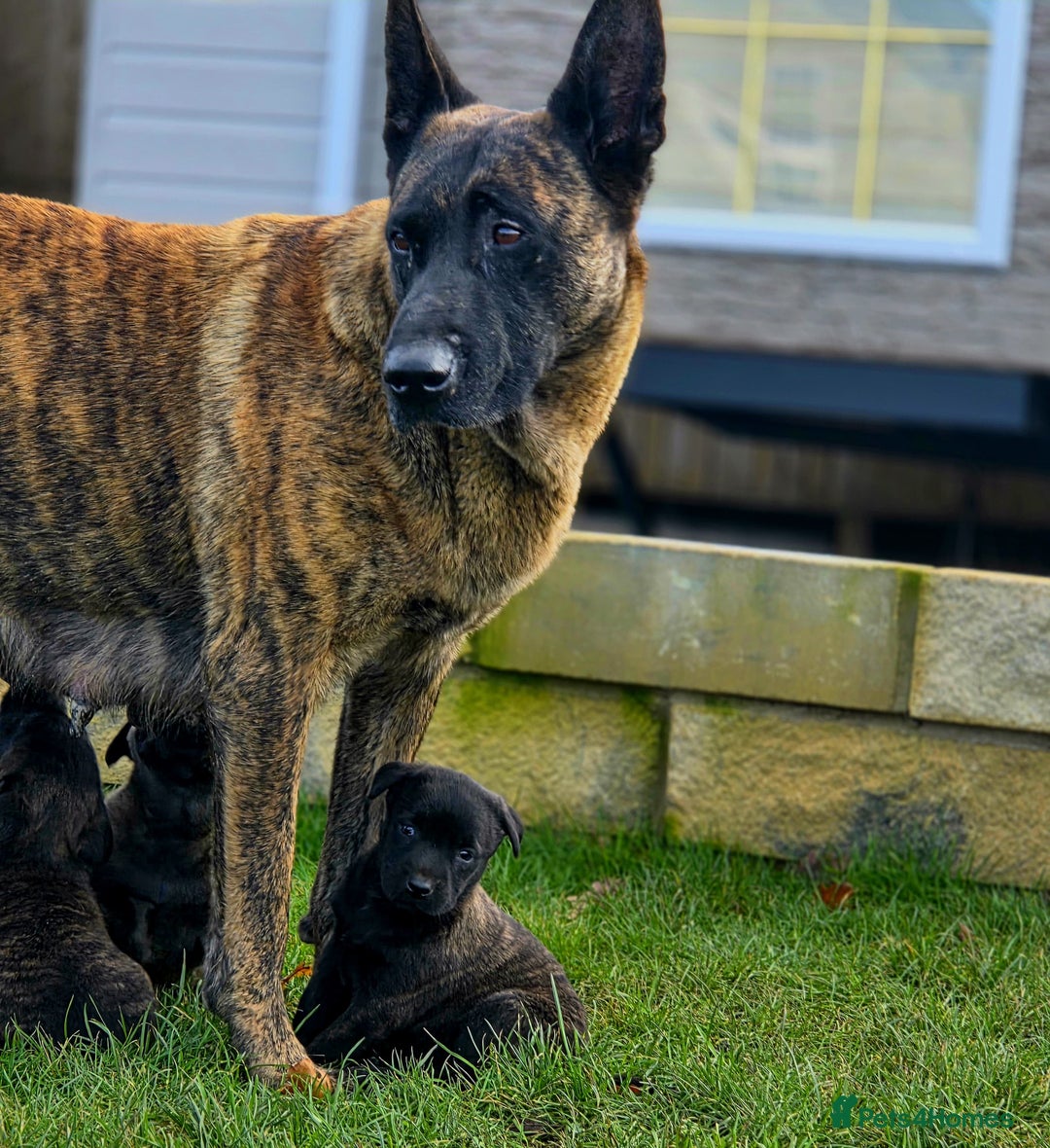 Belgian Shepherd Dog dogs for sale: Dutch Herder x Mali Pups 🔥 - Advert 14