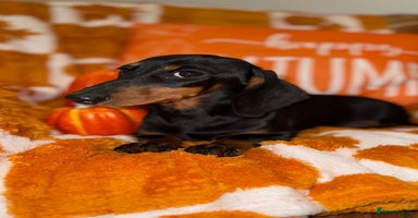 Miniature Dachshund dogs - Advert 8
