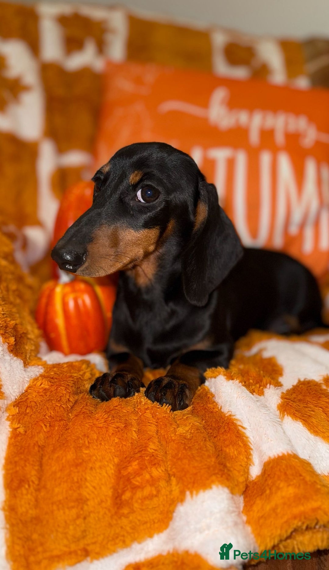 Miniature Dachshund dogs for sale: 🩷🩷 Two Beautiful KC girls🩷🩷 - Image 2