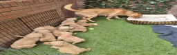 Goldador dogs for sale: Gorgeous F1 Goldador puppies from excellent lines in Kidderminster - Advert 24