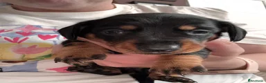 Miniature Dachshund 1