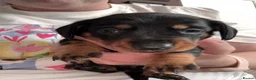 Miniature Dachshund dogs for sale: 🐾 Beautiful Miniature Dachshund Puppies 🐾 - Advert 12