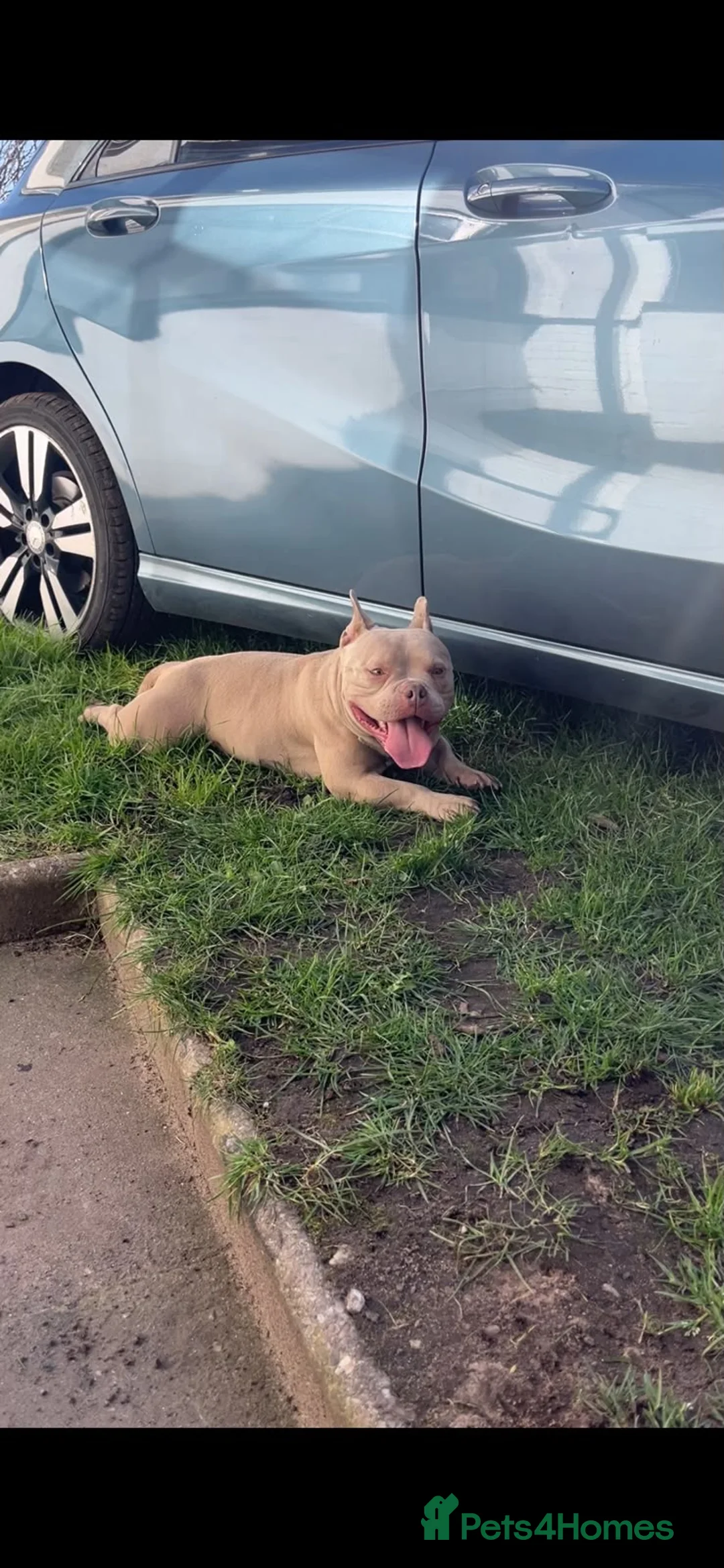 American Bulldog dogs for sale: Pocket bulldogs  - Advert 1