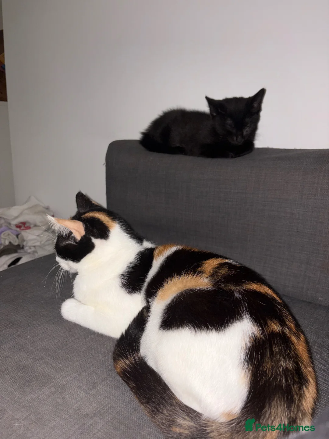 British Shorthair cats for sale: Female black kitten  - Advert 2