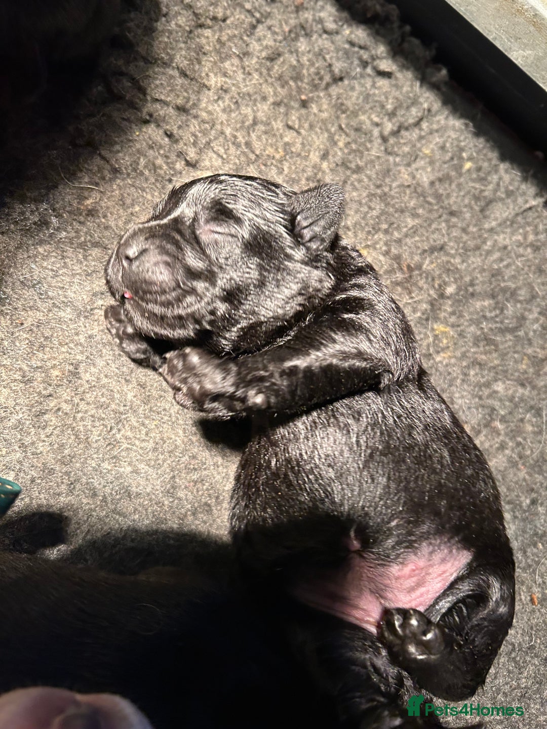 Labrador Retriever dogs for sale:  Kc reg Show type labrador puppies  - Advert 8