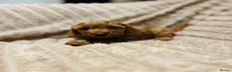 Cavapoo dogs for sale: Adorable red cavapoos!  - Advert 27