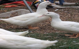 Ducks poultry for sale: Mixed Ducks for sale - Image 2