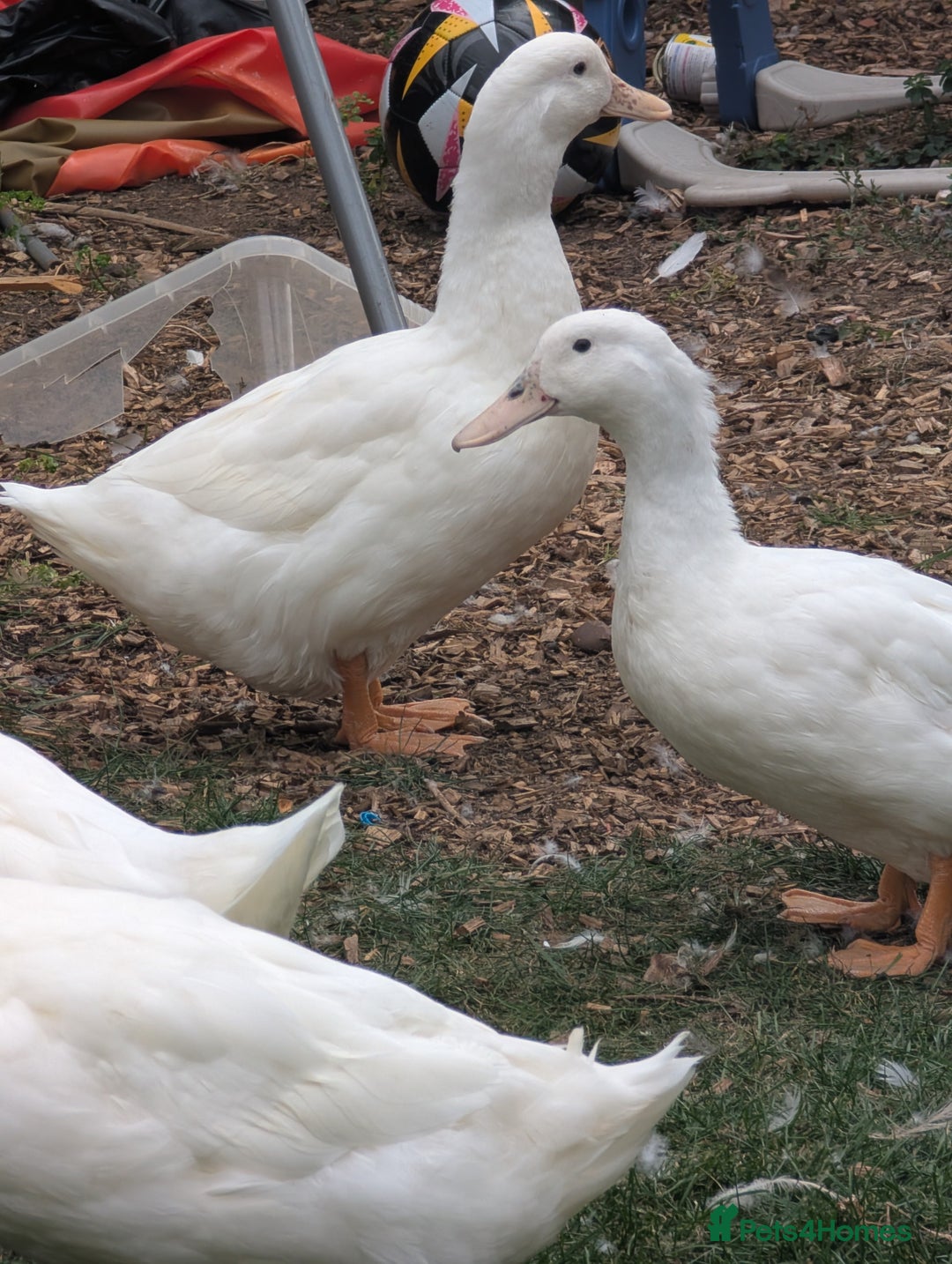 Ducks poultry for sale: Mixed Ducks for sale - Image 2