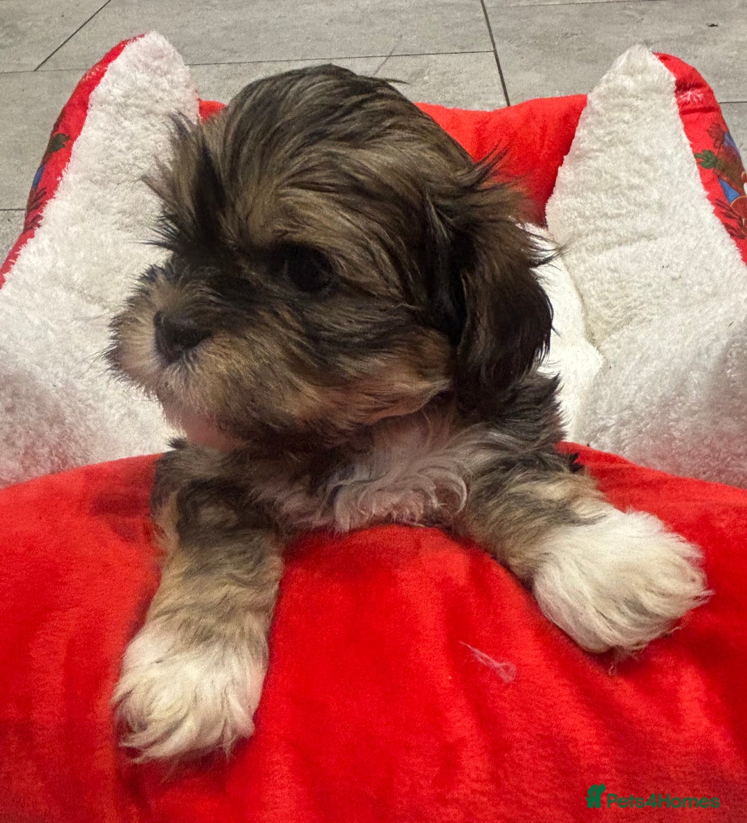 Shih Tzu dogs for sale: Beautiful Shih Tzu puppies - Image 5