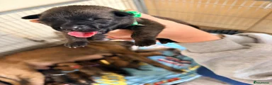 Belgian Shepherd Dog Puppy 5