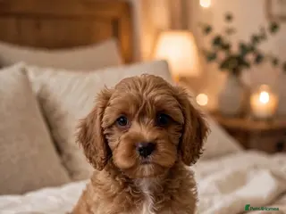 Cavapoo dogs F1 fox Red cavapoo - Advert 1