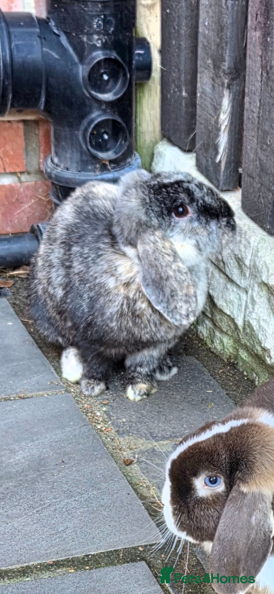 Harlequin rabbits Female Lop bunny  - Advert 4