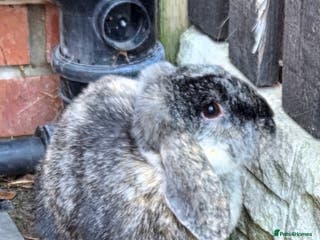 Harlequin rabbits Female Lop bunny - Advert 10