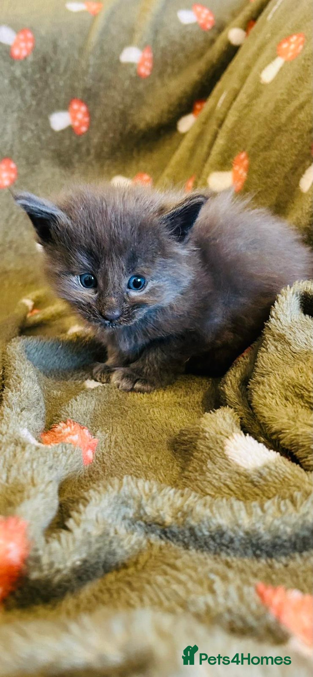 Maine Coon cats for sale: Halloween babies 🎃🐈‍⬛ 2 girls left - Advert 13