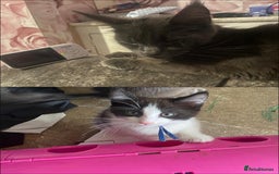 Maine Coon cats for sale: Beautiful Maine coon cross kittens  - Image 4