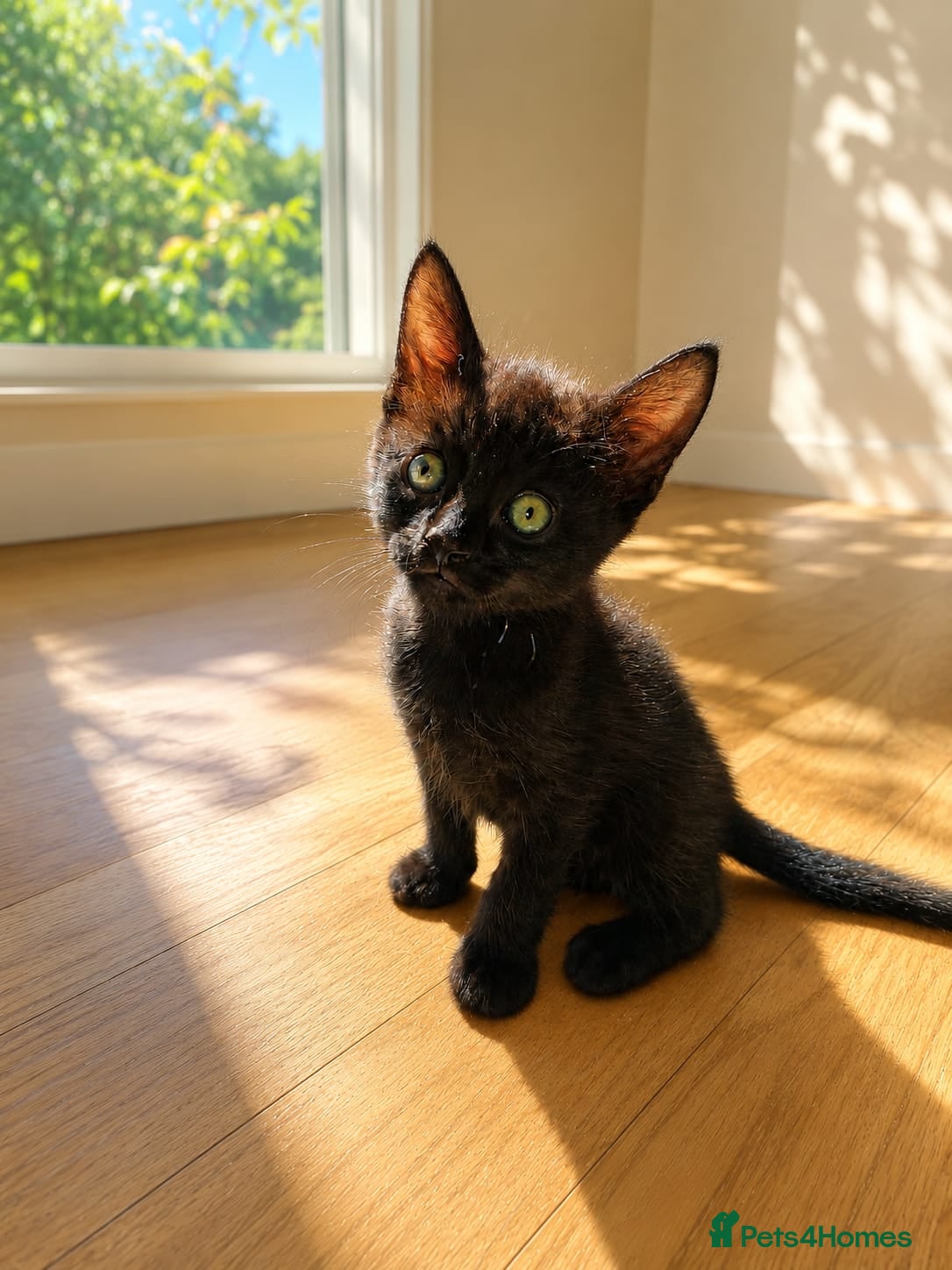 Mixed Breed cats BeautifulBlack Smoke Kittens Ready for Reservation - Advert 11