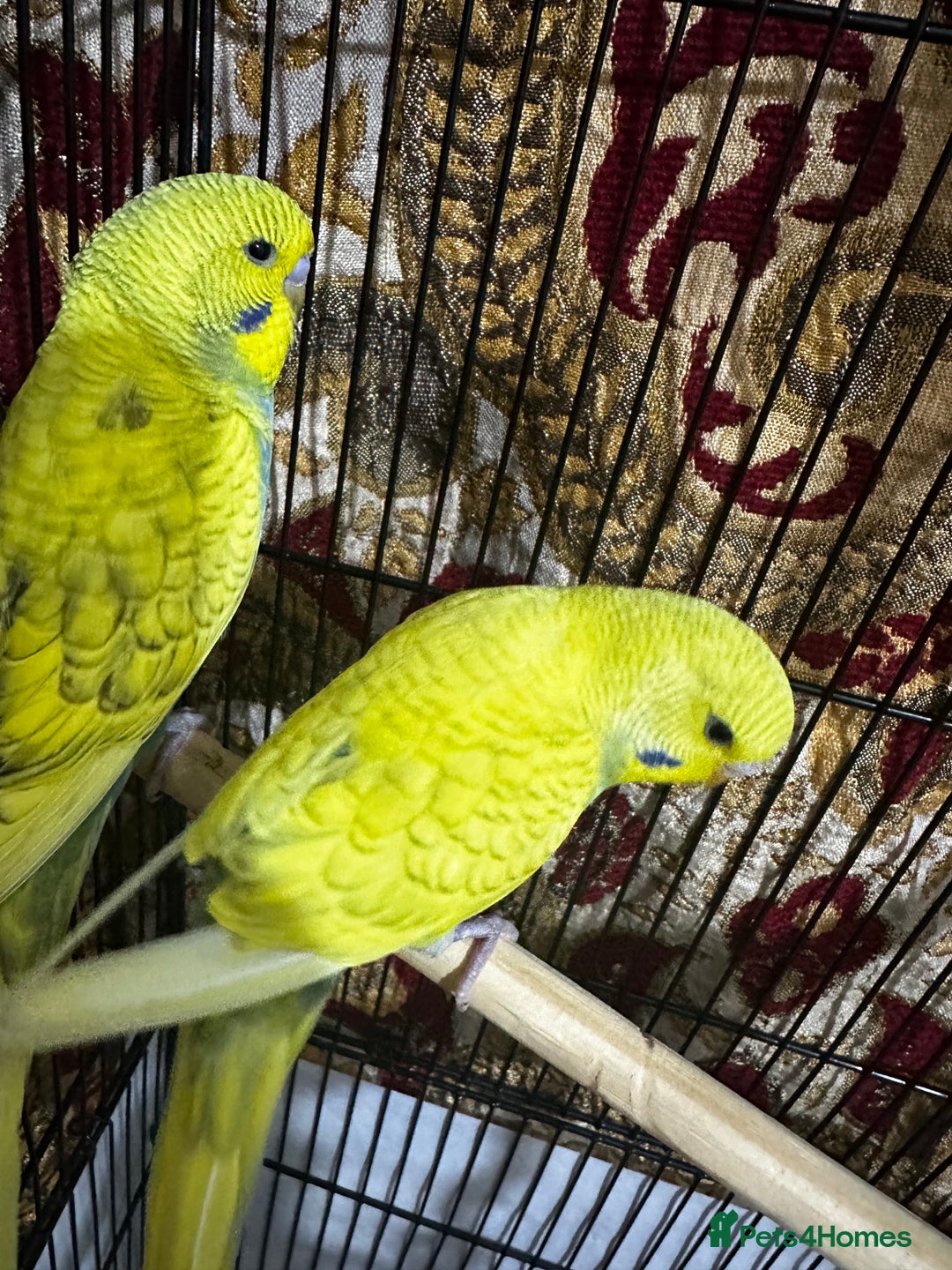 Budgerigars birds for sale: Budgies Easy Hand-Reared  - Advert 5