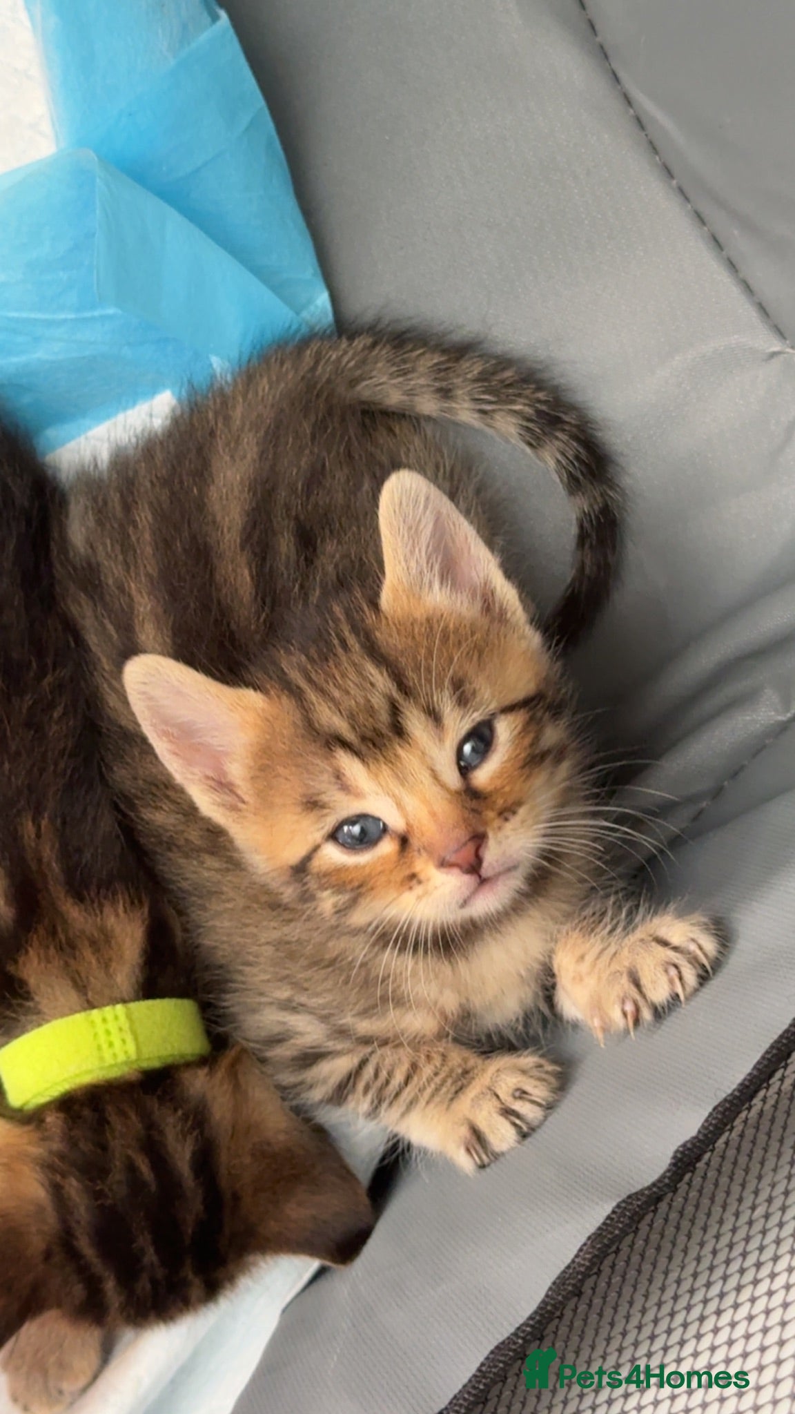 Bengal cats 🐾 Beautiful Bengal x Maine Coon Kittens 🐾 - Advert 9