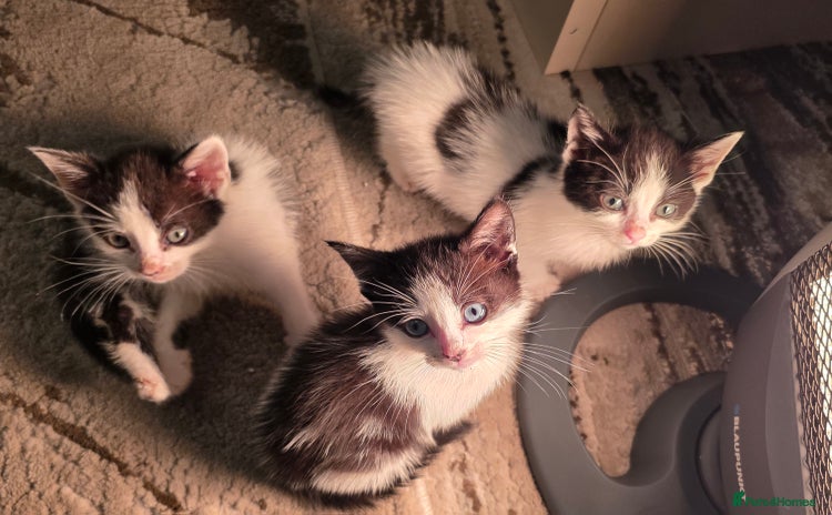 Mixed Breed cats - Advert 14