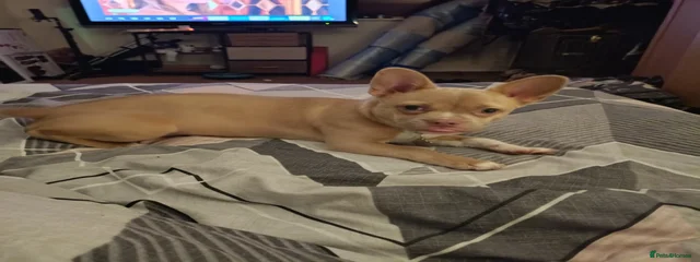 Charlie 