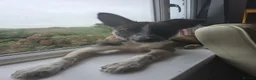 Welsh Collie dogs for sale: tri colour welsh collie - Advert 3