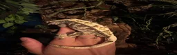 Gecko reptiles for sale: Crested Gecko with set up  - Advert 4