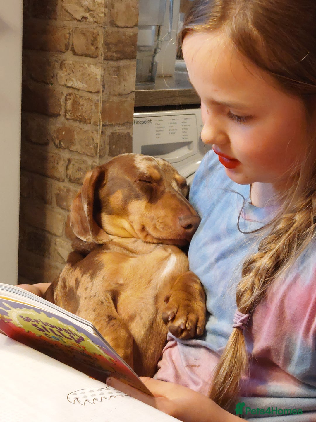 Miniature Dachshund dogs for sale: Tiny Timothy needs a new knee to snuggle up on  - Advert 7