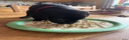 Labrador Retriever dogs for sale: KC Labrador pups for sale (fox red and black) in Shrewsbury - Advert 8