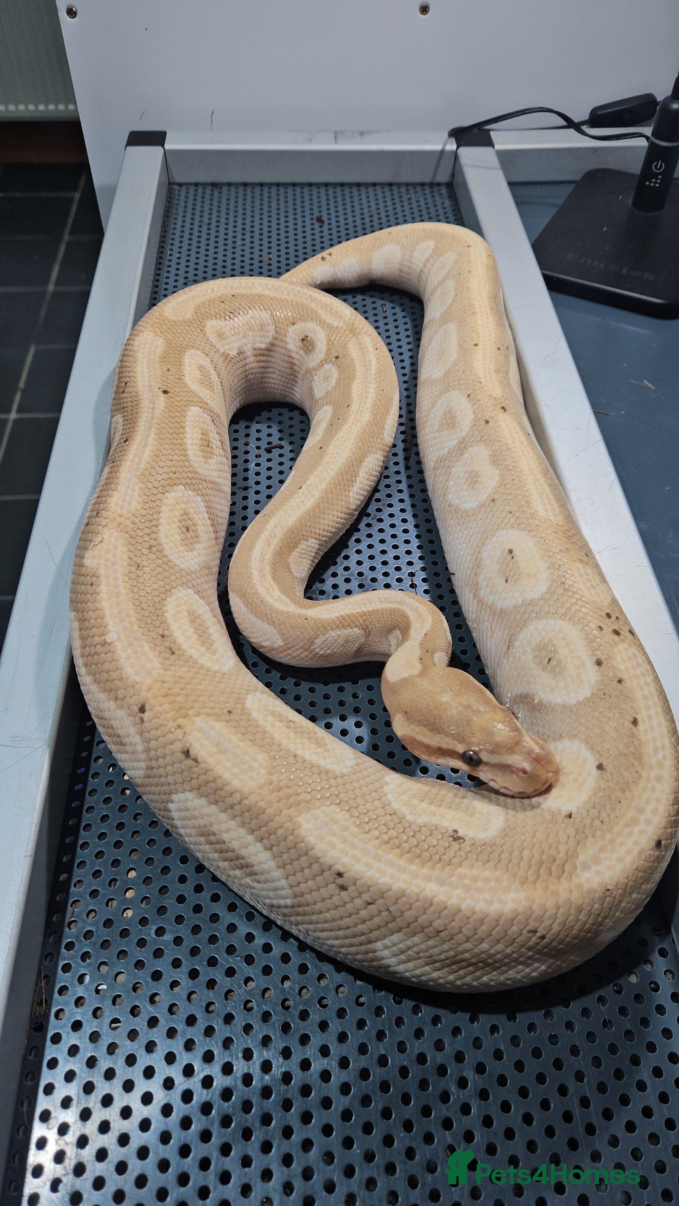 Python Snake reptiles Banana mojave male ball python  - Advert 14