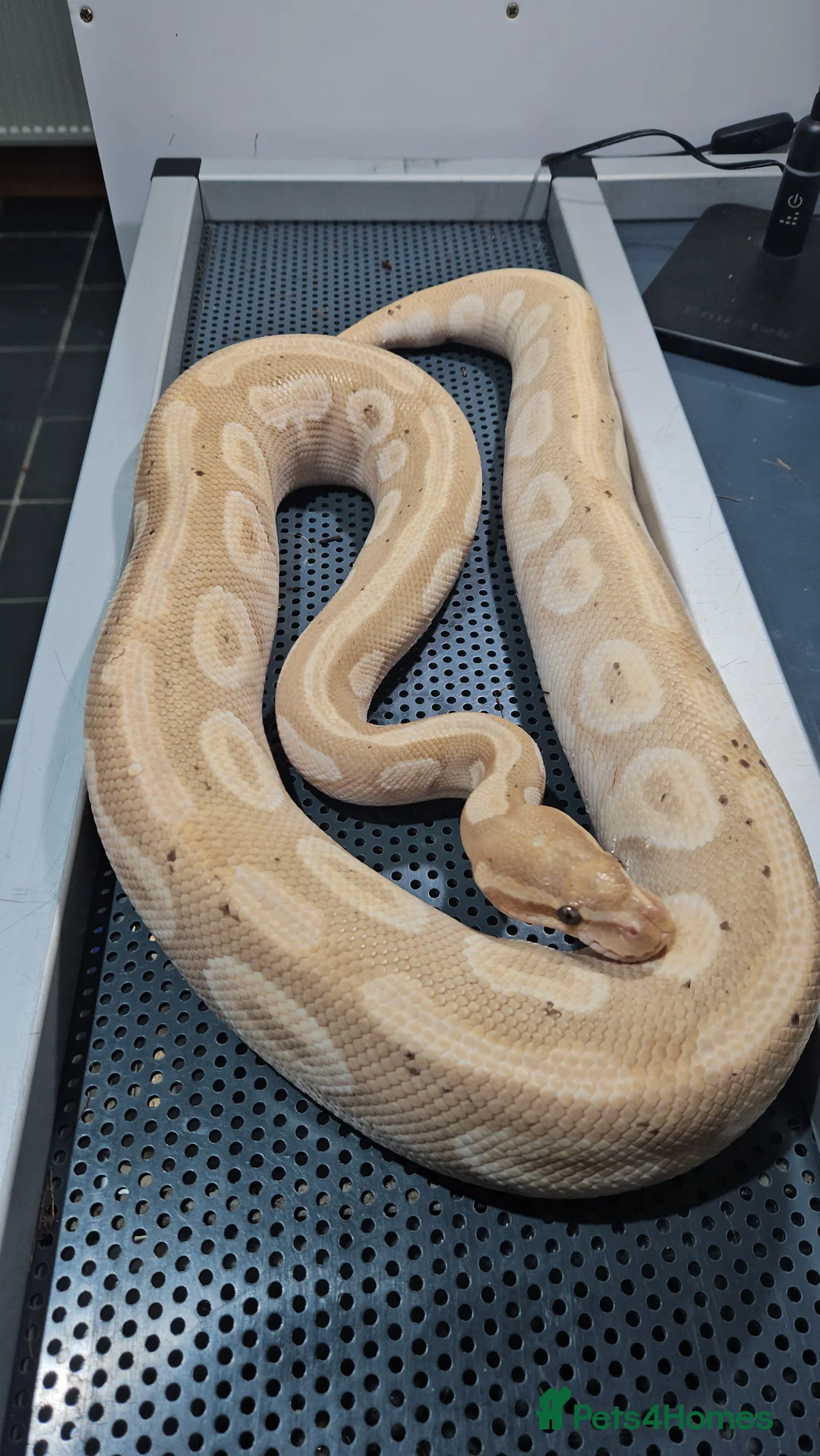 Python Snake reptiles for sale: Banana mojave male ball python  - Advert 1
