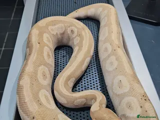 Python Snake reptiles Banana mojave male ball python - Advert 14