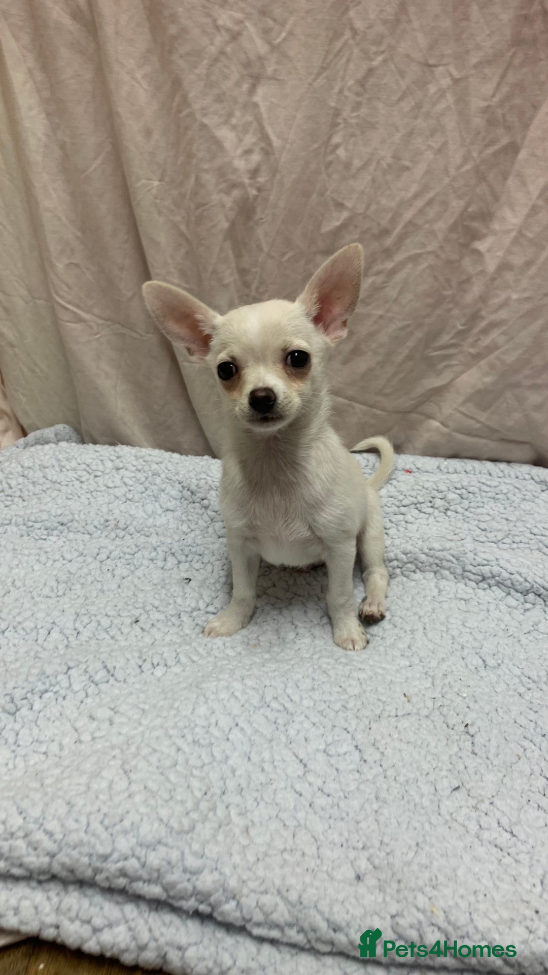 Pomchi dogs for sale: 🐾MALE POMCHI PUPPIES🐾 - Advert 9