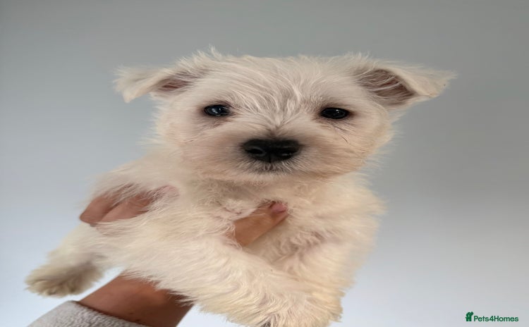 West Highland Terrier dogs - Advert 2