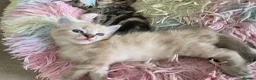 Mixed Breed cats for sale: 🔹️🔹️Lovely Kittens🔹️🔹️Ragdoll x domestic cat.  - Advert 9