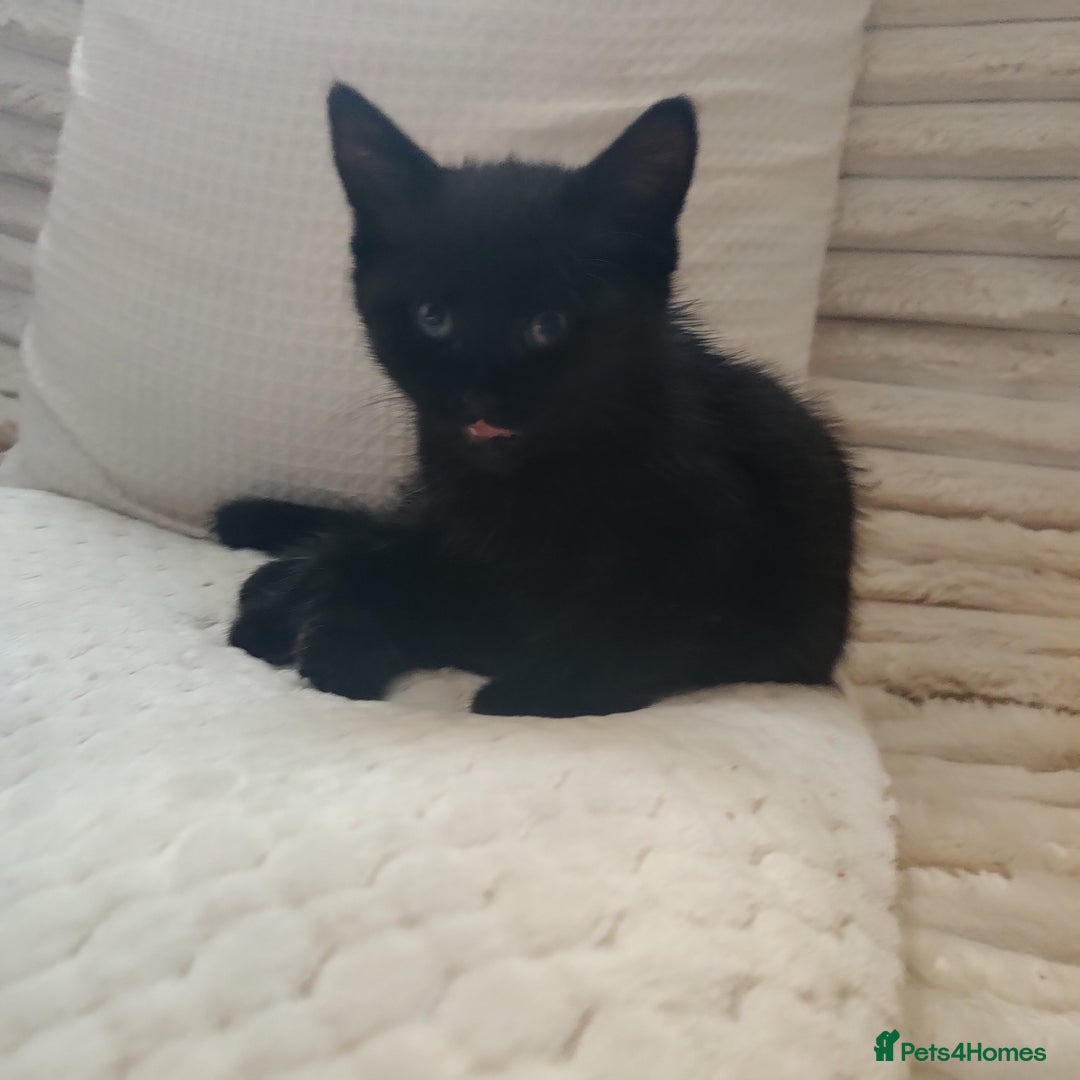 Domestic Shorthair cats for sale: Przecudowne dziewczynki - Advert 4