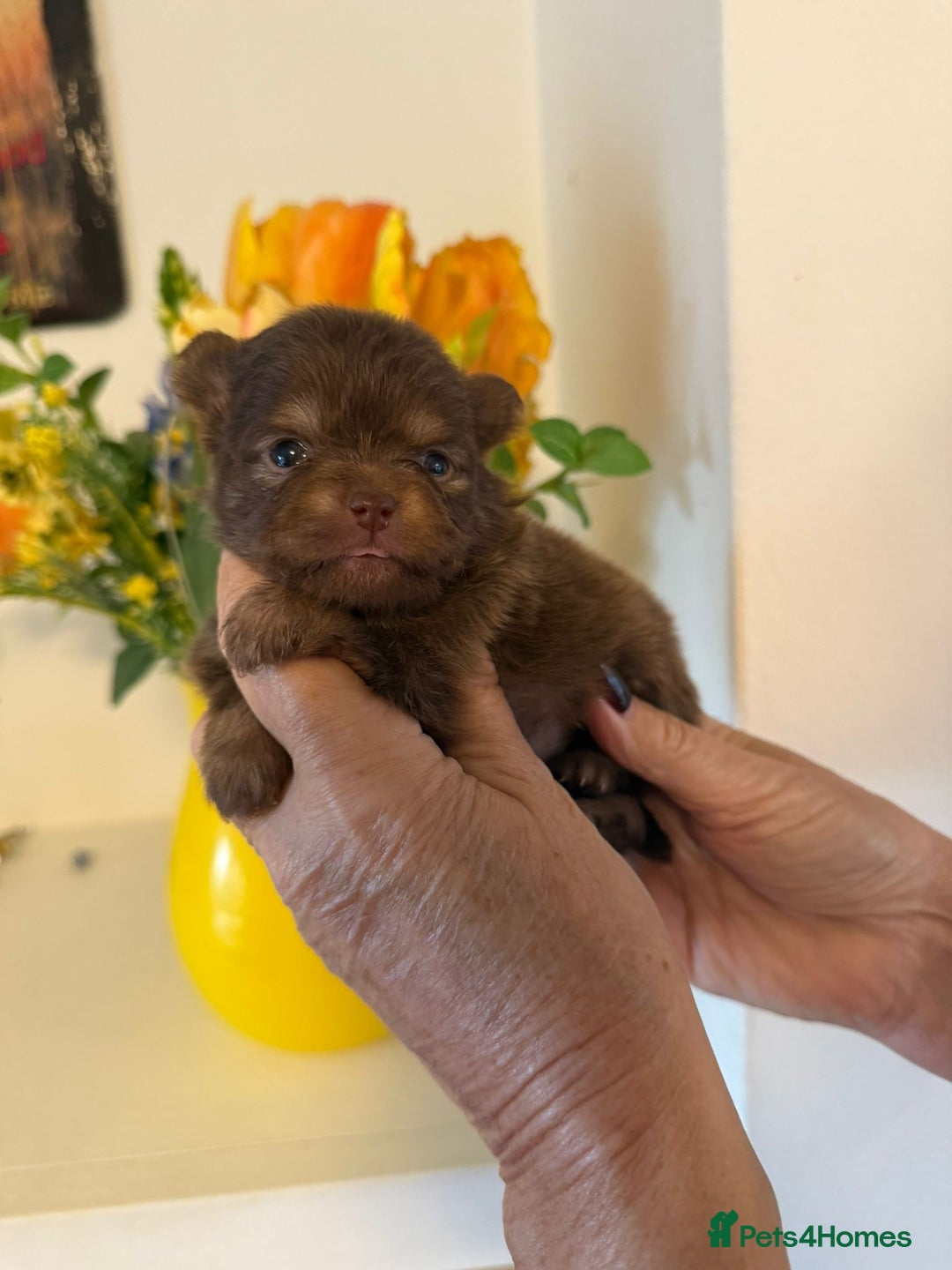 Pomeranian dogs for sale: POMERANIAN FEMALE KENNEL CLUB REGISTERED 🧸 FACES - Advert 14