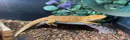 Bearded Dragon reptiles for sale: 5 year old male bearded dragon incl. viv - Advert 1