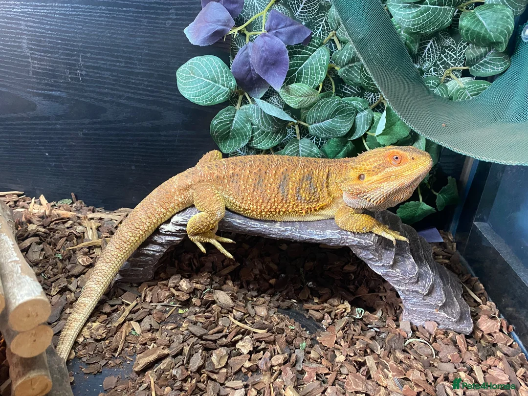 Bearded Dragon reptiles for sale: 5 year old male bearded dragon incl. viv - Advert 1