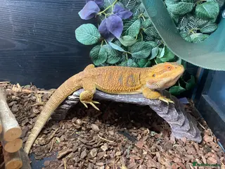 Bearded Dragon reptiles 5 year old male bearded dragon incl. viv - Advert 2