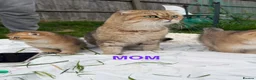 Scottish Fold cats for sale: British Shorthaired Golden Cats - Advert 5