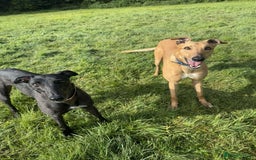Greyhound dogs for sale: Eli and Oprah 🩵🩷 - Image 1