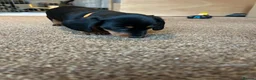 Miniature Dachshund dogs for sale: 🐾 MINIATURE DACHSHUND PUPPIES SHORT HAIRED - Advert 14