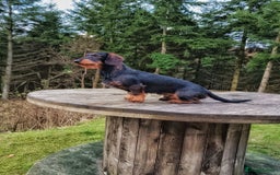 Dachshund dogs for sale: Wirehaired Teckel Bitches  - Image 9