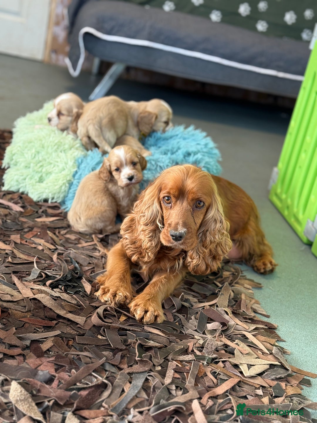 Cockapoo dogs for sale: F1 Cockapoo’s available  - Advert 1