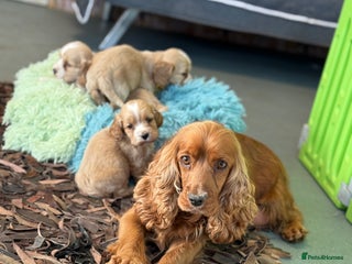 Cockapoo dogs F1 Cockapoo’s available - Advert 2