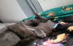 British Shorthair cats for sale: Female blue British short hair mix - Image 3